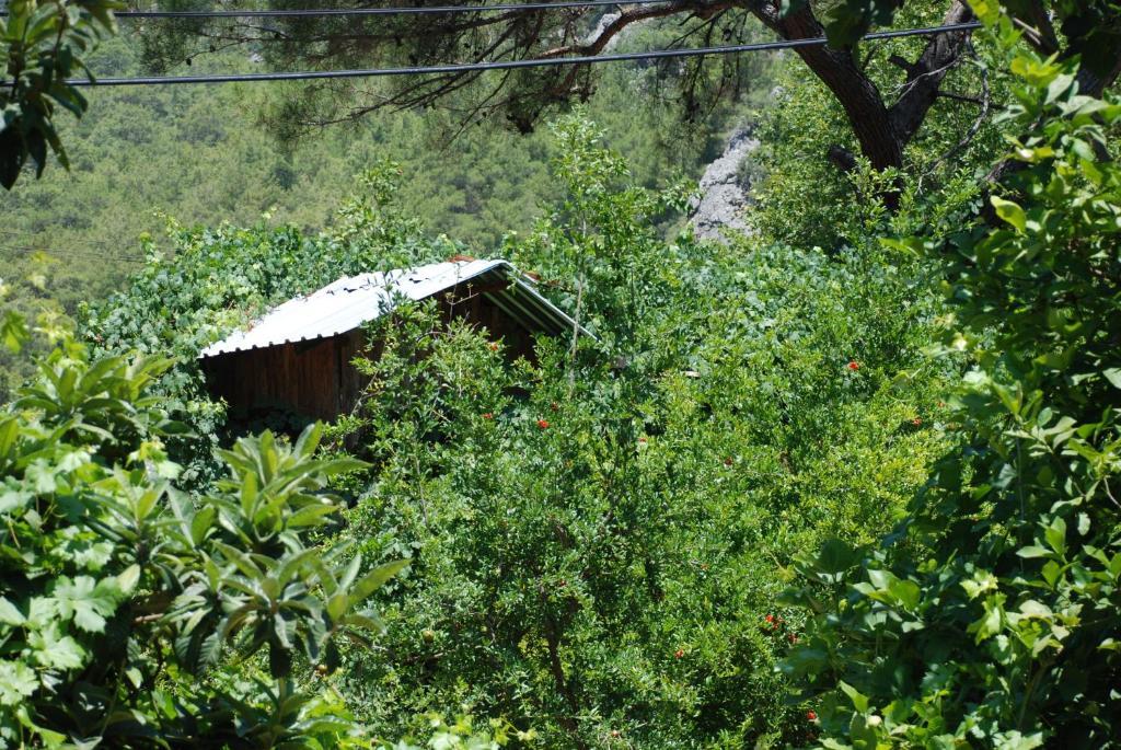 Olympos Camlik Pension 외부 사진